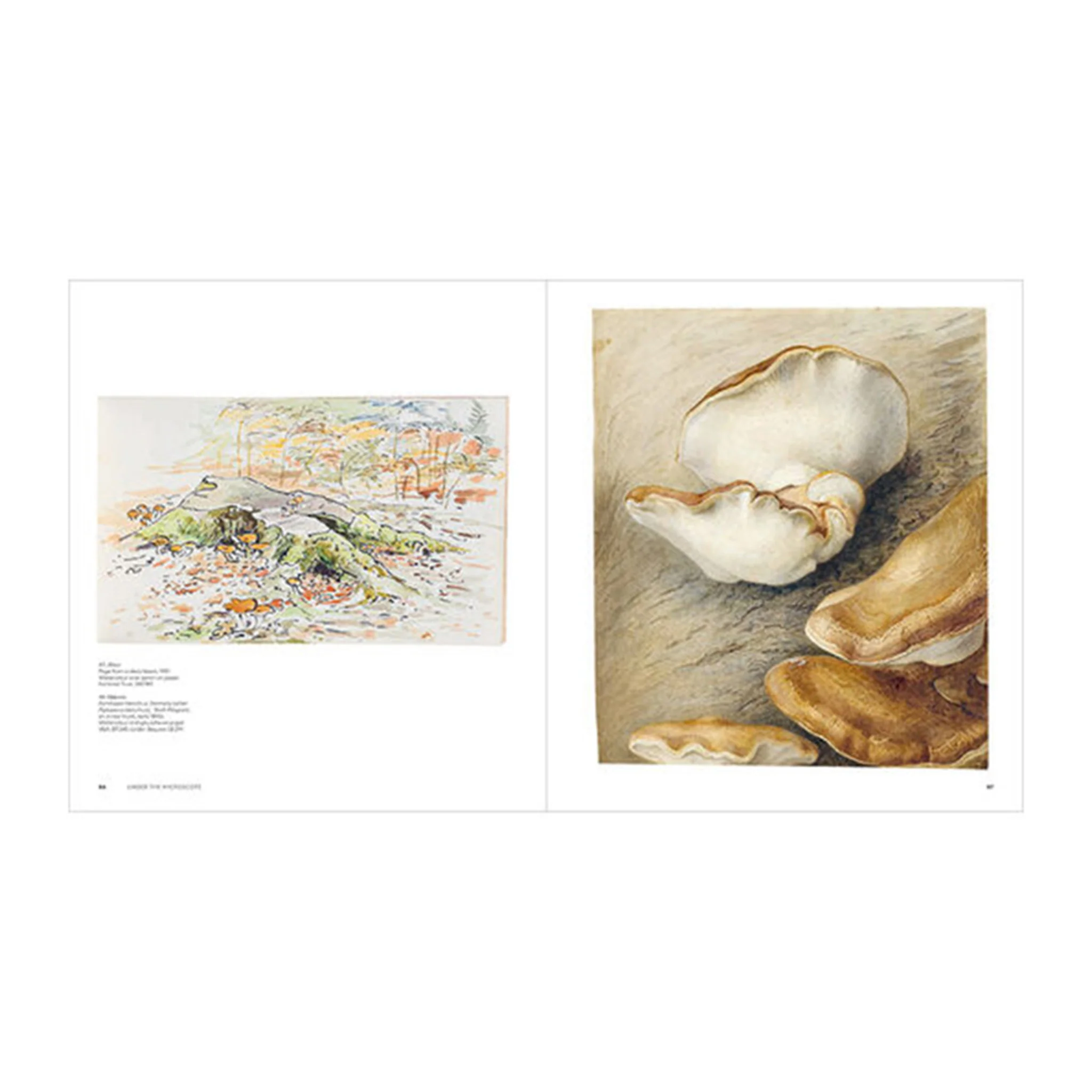 Beatrix Potter: Drawn to Nature - Image 4